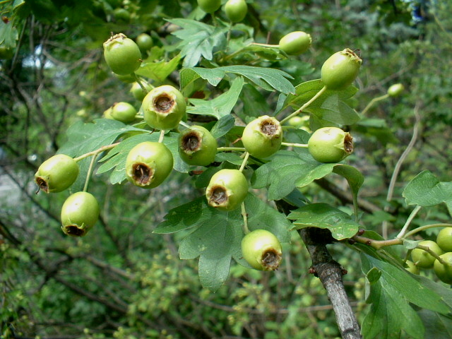 Crataegus monogyna / Biancospino comune